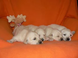 Zlatý retrívr - golden retriever s PP