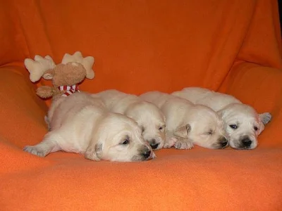 Zlatý retrívr - golden retriever s PP