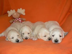 Zlatý retrívr - golden retriever s PP