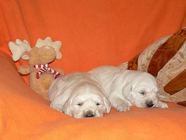 Zlatý retrívr - golden retriever s PP