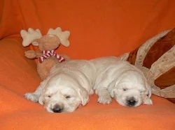 Zlatý retrívr - golden retriever s PP
