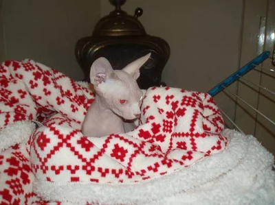 Kanadský sphynx s PP.