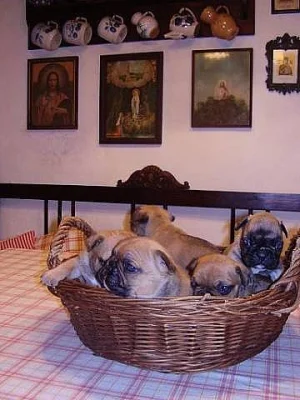 Francouzský buldoček