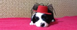 Border collie s PP