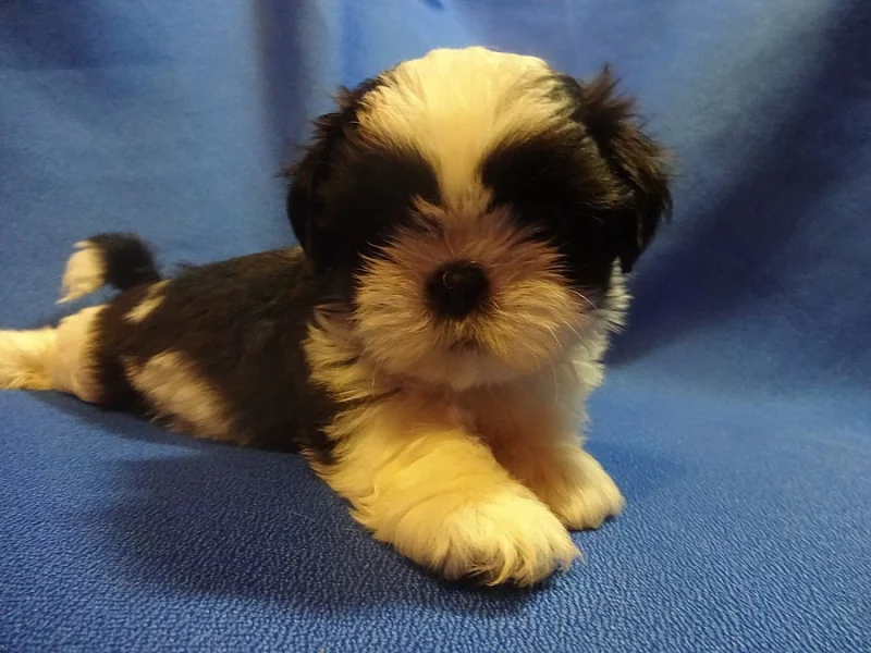 Prodám Shih-tzu
