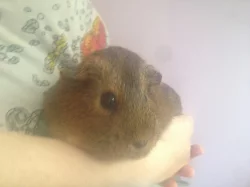 Nabízím 2 krásná morčata s velkou klecí + přísluše