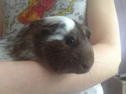 Nabízím 2 krásná morčata s velkou klecí + přísluše