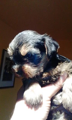 Jorkšírský teriér