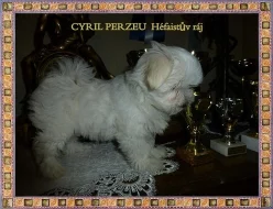 Maltézský psík s PP