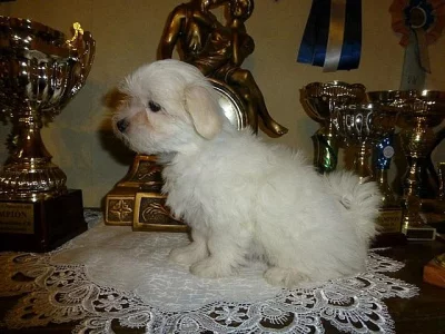 Maltézský psík s PP