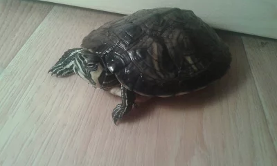 Prodám vodní želvy