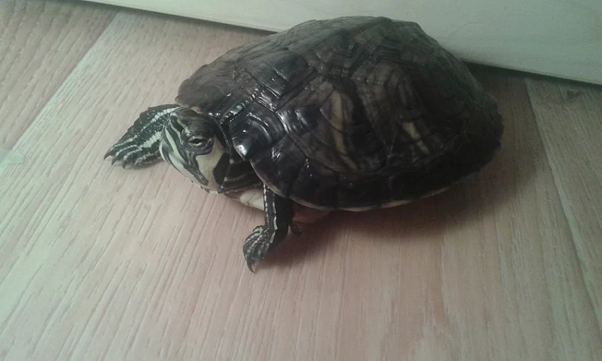 Prodám vodní želvy