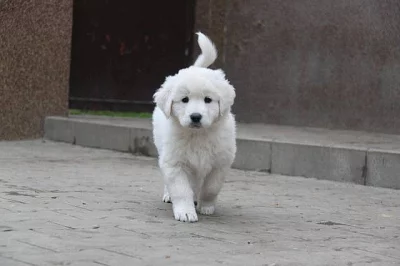 Slovenský čuvač - štěňata s PP