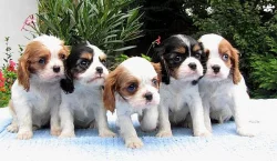 Cavalier King Charles Spaniel - šteniatka s PP