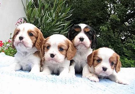 Cavalier King Charles Spaniel - šteniatka s PP