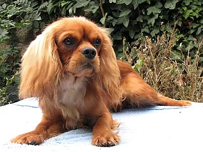 Cavalier King Charles Spaniel - šteniatka s PP