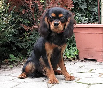 Cavalier King Charles Spaniel - šteniatka s PP