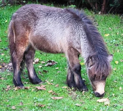Minipony