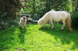 Minipony