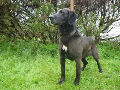 Nabízíme vychovaného křížence