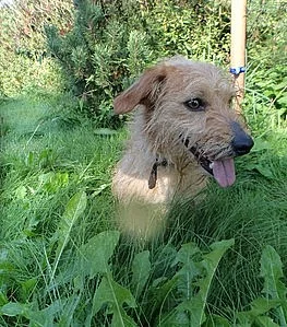 Kříženec Janek čeká na nového pána