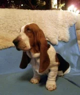 Basset hound