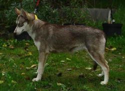 Sibiřský Husky