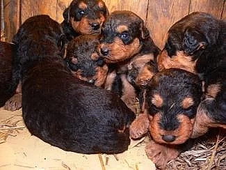 Erdelterier, štěňata s PP