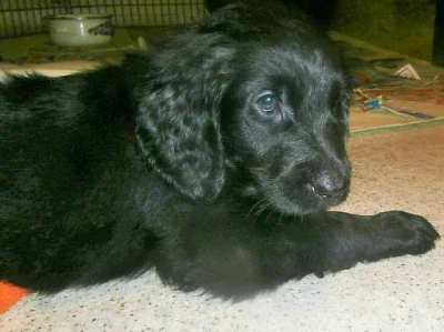 Flat coated retriever s PP