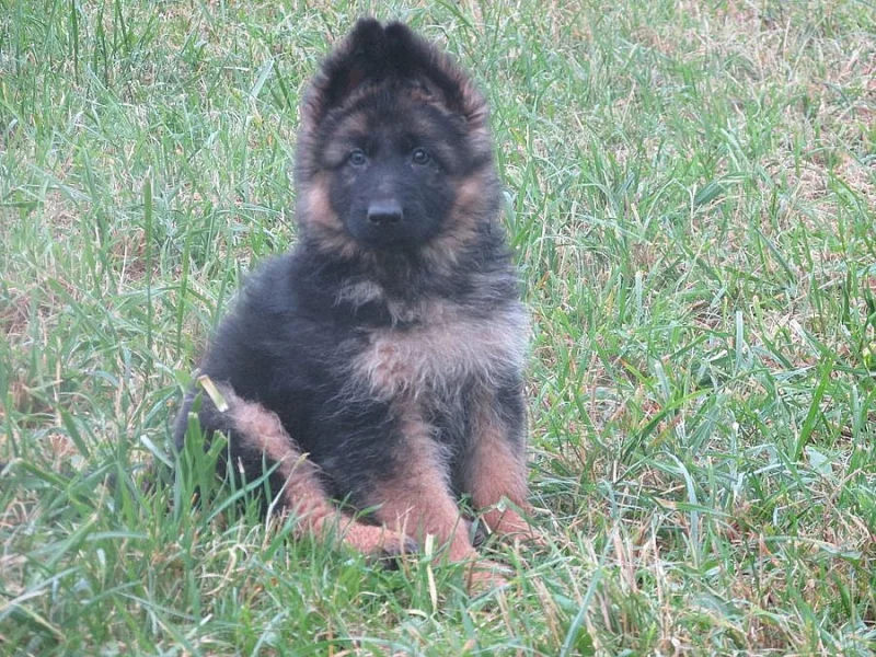 štěňátka německého ovčáka s PP