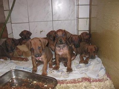 Rhodézský ridgeback