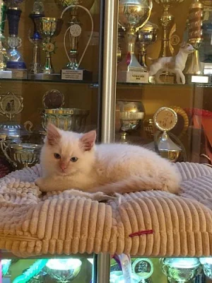 koťata Ragdoll