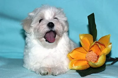 Maltézský psík (maltézáček) s PP