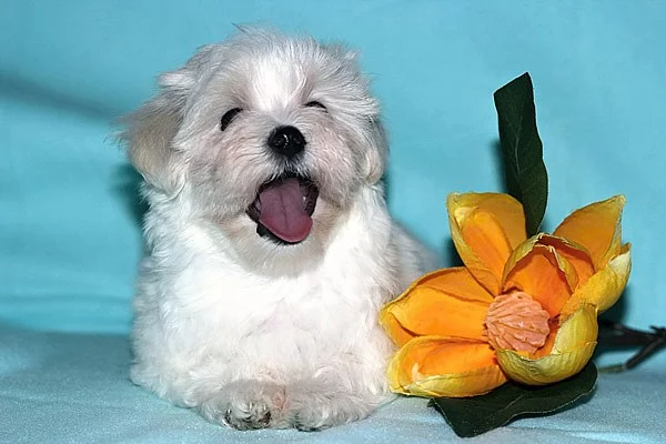 Maltézský psík (maltézáček) s PP