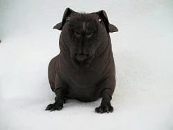 7. Vánoční výstava ušlechtilých morčat