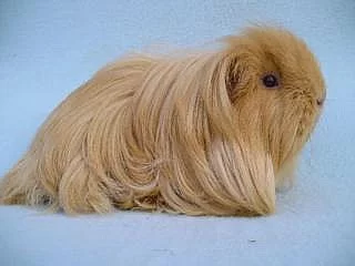 7. Vánoční výstava ušlechtilých morčat