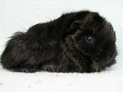 7. Vánoční výstava ušlechtilých morčat