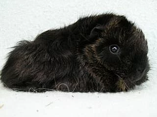 7. Vánoční výstava ušlechtilých morčat