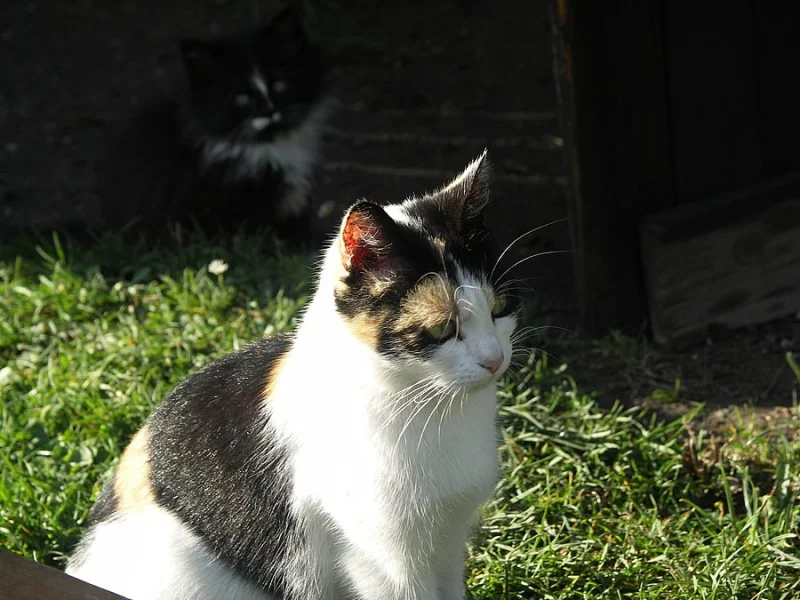 Daruji 2 1/2 letou tříbarevnou kočičku, čistotná