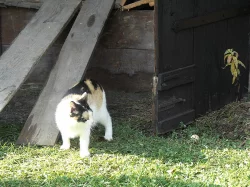 Daruji 2 1/2 letou tříbarevnou kočičku, čistotná