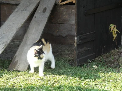 Daruji 2 1/2 letou tříbarevnou kočičku, čistotná