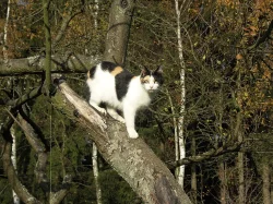 Daruji 2 1/2 letou tříbarevnou kočičku, čistotná