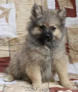 Německý špic s PP