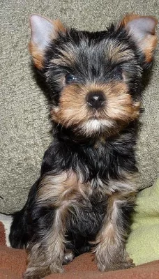 Jorkšírský teriér s PP