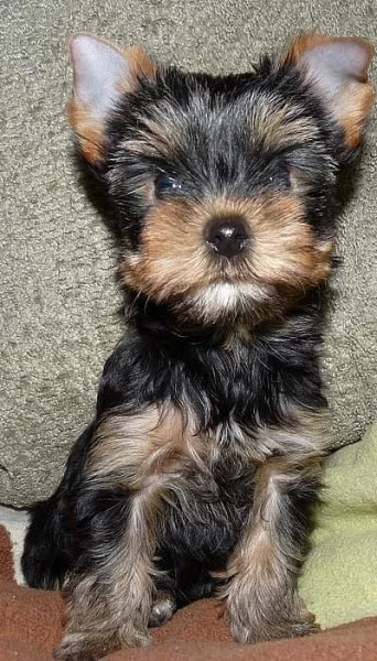 Jorkšírský teriér s PP