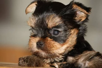 Jorkšírský teriér