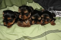 Jorkšírský teriér