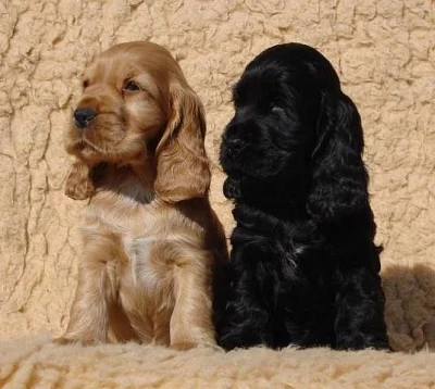 Anglický kokršpaněl