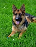 Predám nemeckého ovčiaka