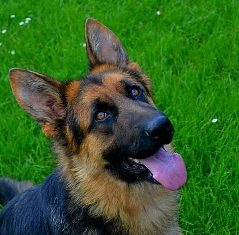 Predám nemeckého ovčiaka